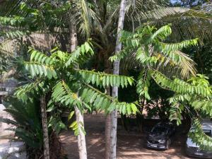 um grupo de palmeiras ao lado de dois carros em SOFT YLaNG em Dembeni