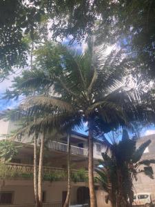 Dembeni的住宿－SOFT YLaNG，两棵棕榈树,在一座建筑前