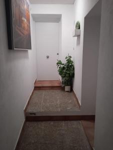a hallway with a plant and a white door at Apartamento Barrio Alto in Sanlúcar de Barrameda