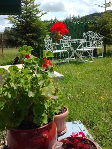 two potted plants on a table with a bench in the grass at Etno Koliba Nikoleta in Žabljak