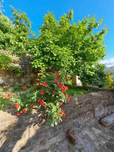 un arbusto de flores rojas en una pared de piedra en UNDER THE ROCK Osp en Osp