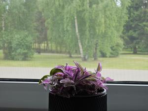 a black vase with purple flowers in a window at Park apartments in Rokiškis