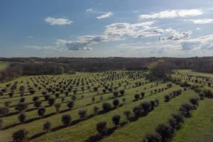 una vista aérea de un gran campo de árboles en Aux Truffes de Combecave, en Mauroux