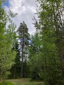 un árbol alto en medio de un bosque en Svanen B&B en Karlsborg