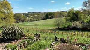 un campo con un montón de plantas en un campo en studio, en Arnos