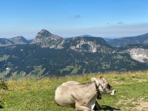 Widok na góry z tego apartamentu
