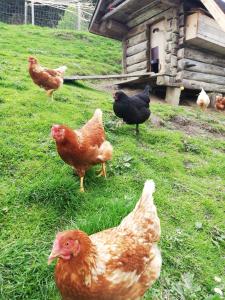 Altri animali domestici presso l'agriturismo o nei dintorni