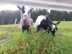 Altri animali domestici presso l'agriturismo o nei dintorni