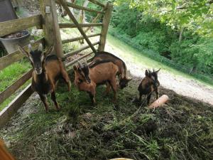 Altri animali domestici presso l'agriturismo o nei dintorni
