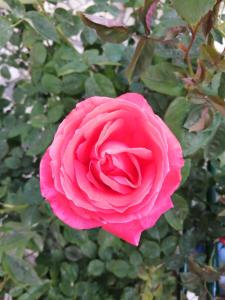 una rosa está creciendo en un jardín en Casa do César Douro Guest House, en Tabuaço
