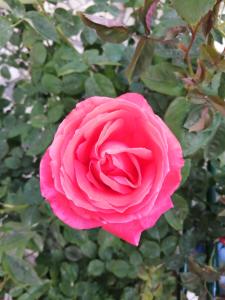 a pink rose is growing in a garden at Casa do César Douro Guest House in Tabuaço