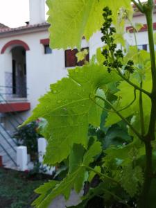 a plant with green leaves in front of a building at Casa do César Douro Guest House in Tabuaço +42 photos
