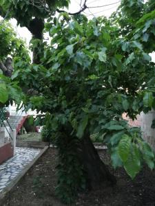 un gran árbol con hojas verdes en un patio en Casa do César Douro Guest House, en Tabuaço