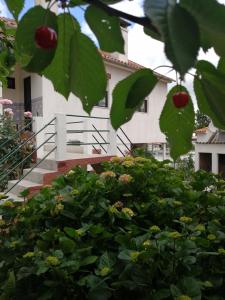 Casa do César Douro Guest House في تابواكو: حفنة من الأشجار الخضراء أمام المبنى