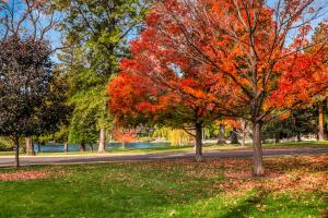 Pioneer Park Rentals Downtown Bend في بيند: مجموعة من الأشجار مع أوراق حمراء في الحديقة