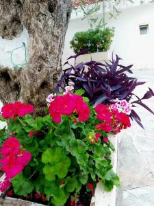 a bunch of flowers in front of a tree at Apartments Djuro Rafailovic in Budva