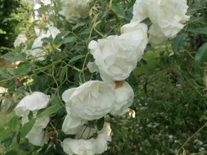 Fotografie z fotogalerie ubytování Chambre La noyeraie v destinaci Saint-Nicolas-de-la-Grave + 11 fotografií