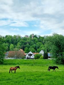 zwei Pferde laufen auf einem grünen Rasen in der Unterkunft Ferienhaus Diemelaue in Bad Karlshafen