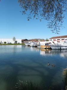 dois patos a nadar na água junto aos barcos em Une nuit sur l'eau à bord de l'IDEAAL em Nevers