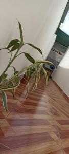 a plant sitting on top of a wooden floor at POSADA MIS 3 BENDICIONES in Paracas