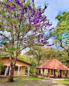 Un árbol con flores púrpuras al lado de un edificio en Cabañas El Valle en Antón