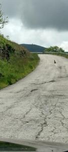 a road with a bird on the side of it at B&B Nonno Severino in Santo Stefano di Sessanio