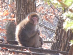 un mono sentado en un árbol mirando a la cámara en 丸山鉱泉旅館 