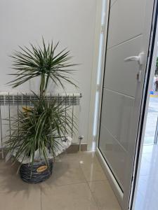 帕拉斯德丽Casa Cancela的淋浴旁的浴室里的一对植物 更多3张照片