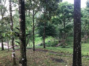 a path through a forest with trees at Joben Ecolodge in Tetebatu
