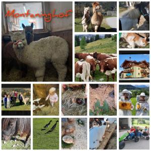 Fotografie z fotogalerie ubytování Baby- und Kinderbauernhof Montaning v destinaci Forstau