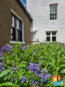 a garden with purple flowers in front of a building at 89 Victoria Street, Kirkwall, Orkney - OR00066F in Orkney