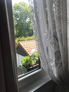 Zahrada ubytování Villa Sylvania