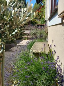 a garden with purple flowers and a bench next to a building at Bossell Cottage Devon in Buckfastleigh
