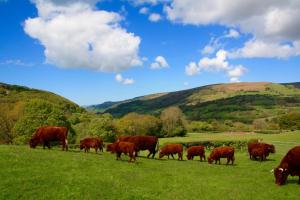 um efectivo de vacas a pastar num campo de relva em Bluebell huts em Abergavenny