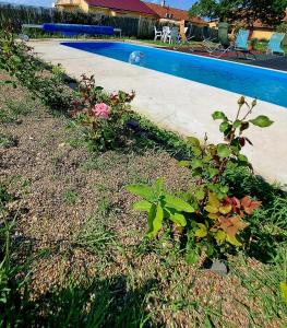 un patio con piscina y algunas flores en Csodarét Kúria, en Mórahalom