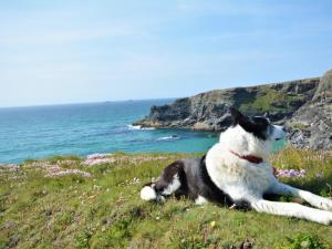 a black and white dog laying on a hill near the ocean at Holiday Home Carnevas by Interhome in Saint Merryn