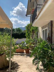 een patio met planten en een parasol naast een gebouw bij L' Albarosa affittacamere e b&b in Spigno Saturnia