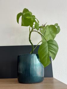 Foto sihtkohas Kolín asuva majutusasutuse Monstera I galeriist