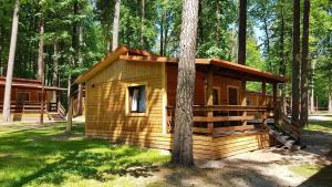 una pequeña cabaña de madera en el bosque con un árbol en Ośrodek Wypoczynek Wodnik en Ruciane-Nida