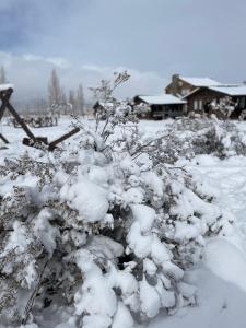 un arbusto cubierto de nieve frente a una casa en Naol village en Uspallata