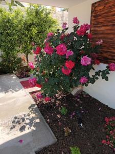a bush of pink flowers in a garden at Hotel Four Islands in Ksamil