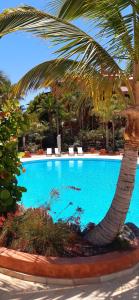 a large swimming pool with a palm tree next to it at Wellness-Penthaus am Meer in Palm-mar
