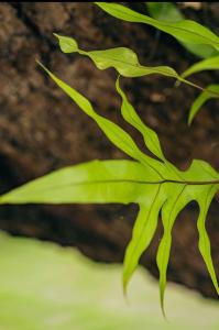 een groen blad bovenop een plant bij Paracuru Kitefriends Lux Pousada in Paracuru