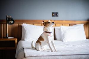 un perro sentado encima de una cama en Hotel Bellavista, en Puerto Varas