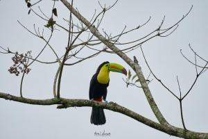 福爾圖納的住宿－Birds & Breakfast Costa Rica，栖息在树枝上的五颜六色的鸟