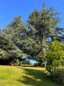 un gran árbol en medio de un campo en Domaine le Manoir, gîtes de charme et de caractère avec piscines privatisées et spa nordique, en Fossemagne