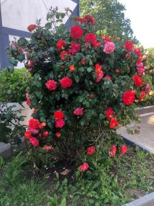 un arbusto de rosas rojas en un jardín en N&Z HOTELS en Trappes