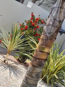 a palm tree in a garden with red flowers at L'été indien in Sérignan +2 photos