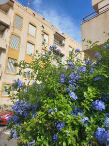 um arbusto de flores azuis em frente a um edifício em Apartamento La Urba em Roquetas de Mar