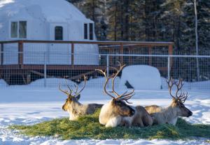 un gruppo di animali che giacciono sulla neve di Pleasant Acres Reindeer Ranch a Pleasant Valley
